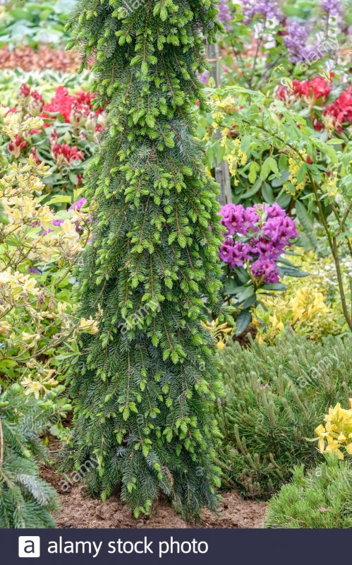 Picea omorika Linda