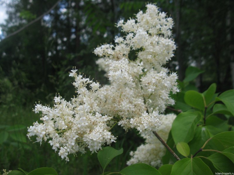 Сирень Амурская, Ivory Silk