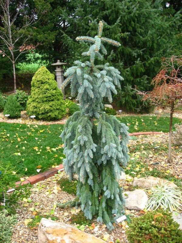 Picea omorika Silberblau