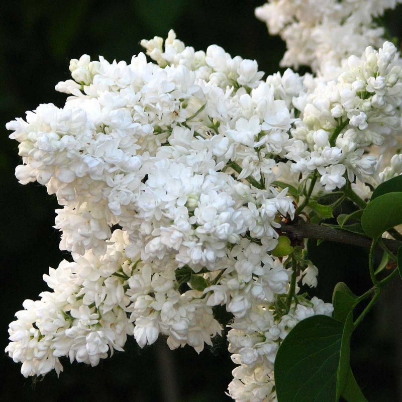 Сирень сетчатая Ivory Silk