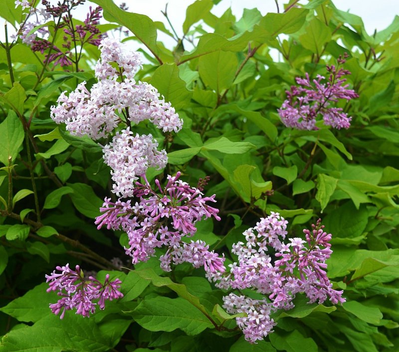 Сирень Mauve Mist