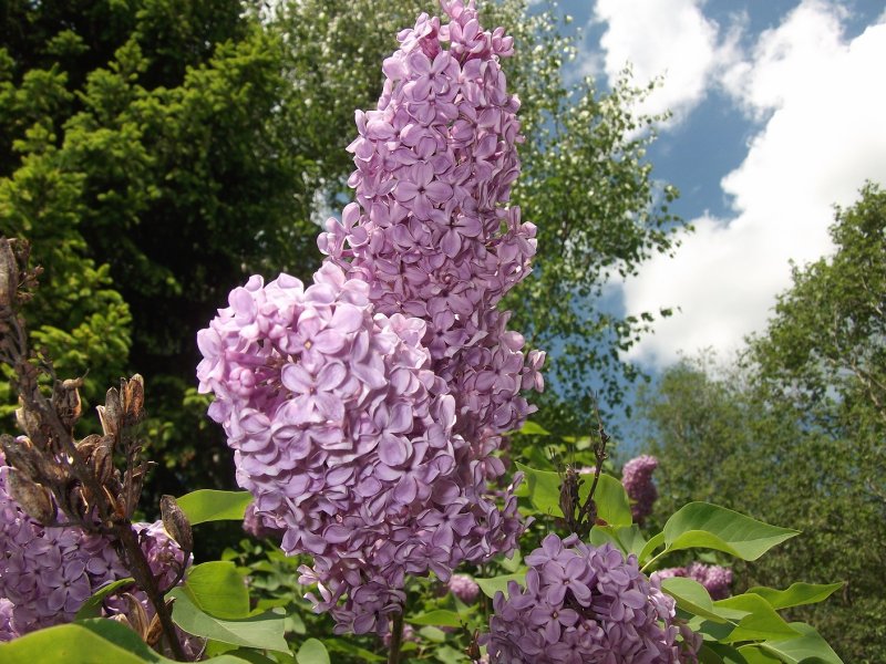 Сирень сетчатая Амурская