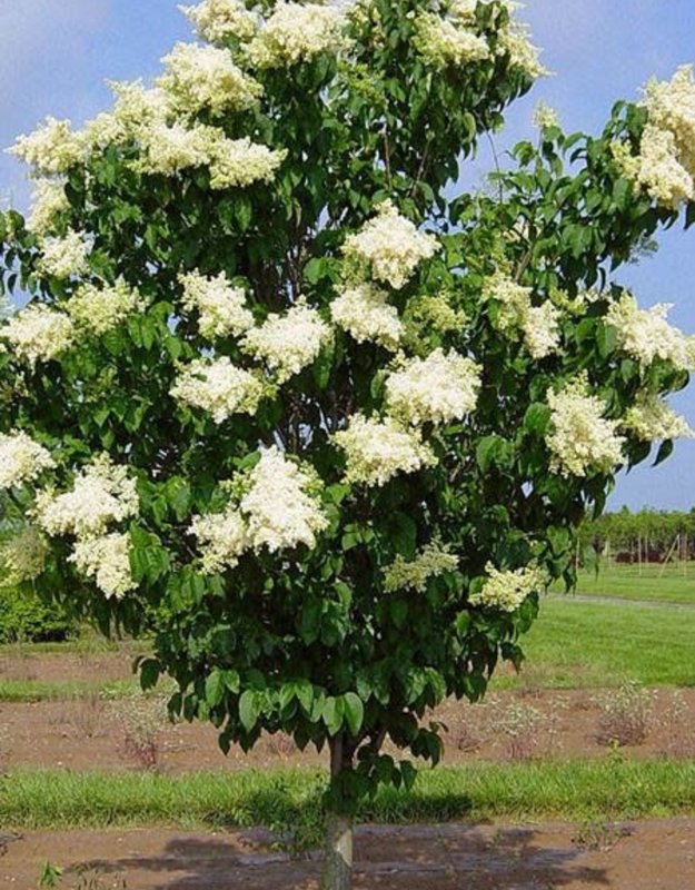 Сирень Амурская Syringa amurensis