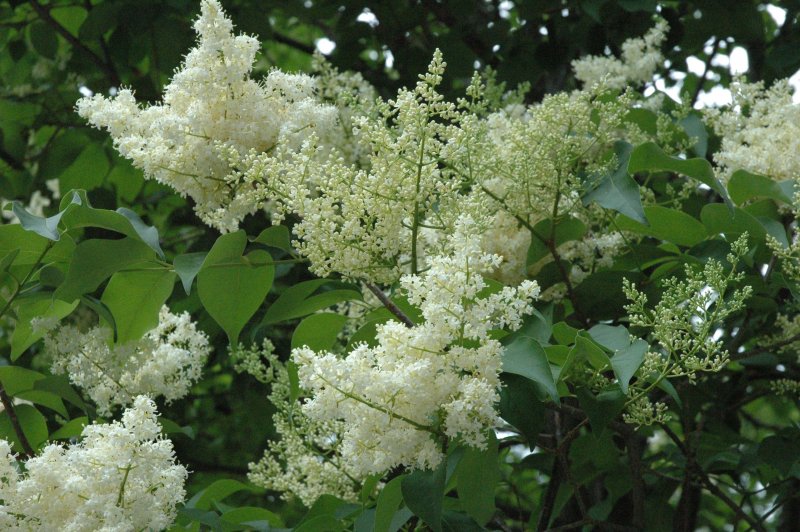 Сирень Амурская Syringa amurensis