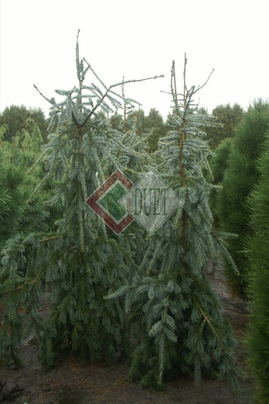 Picea omorika Medusa