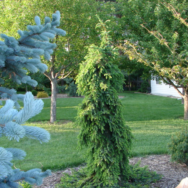 Picea omorika Alexandra