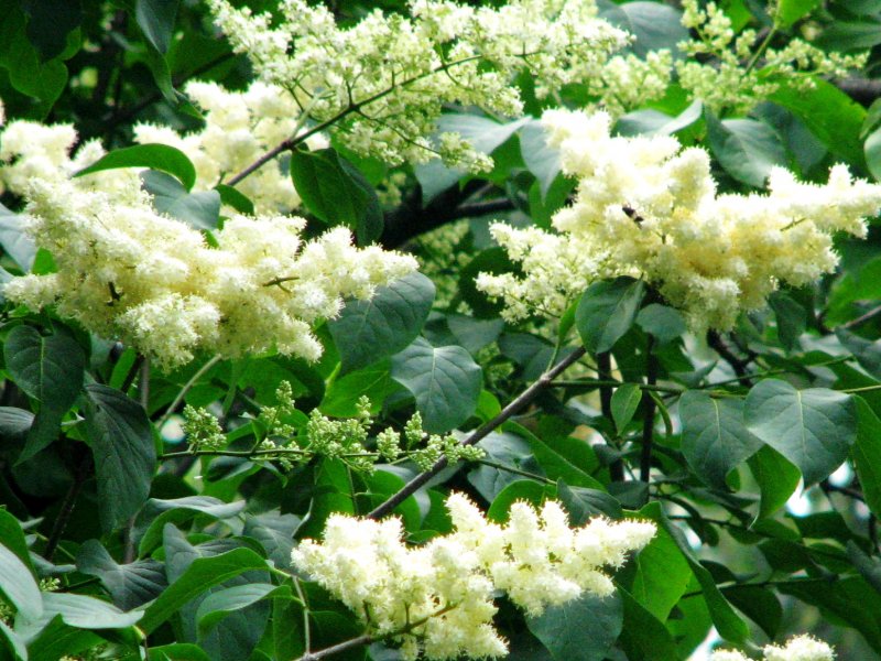 Syringa vulgaris Paul Deschanel