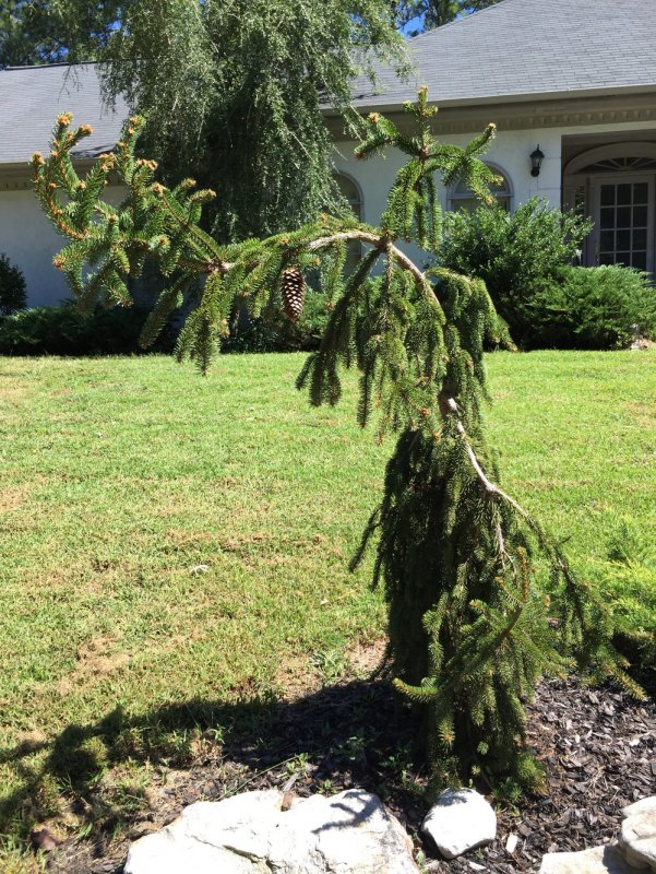 Ель Сербская Picea omorika