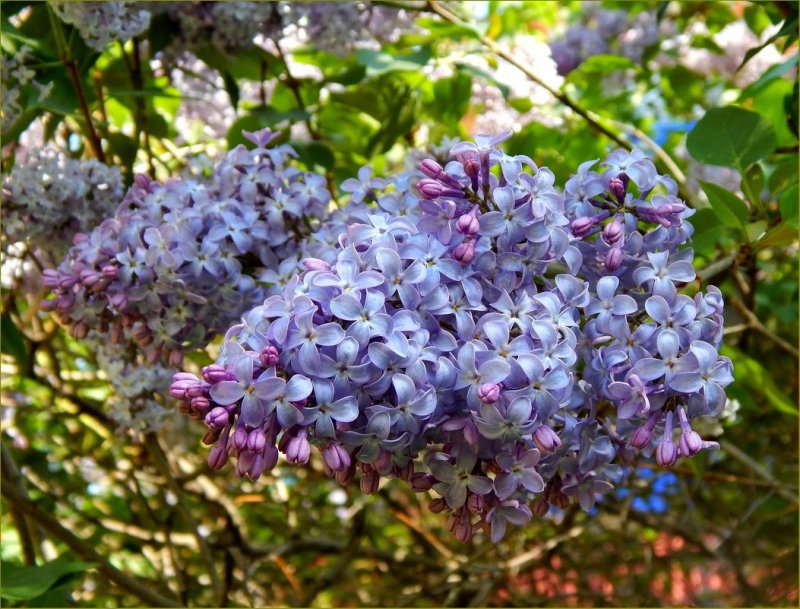 Лигустрина сирень Амурская.