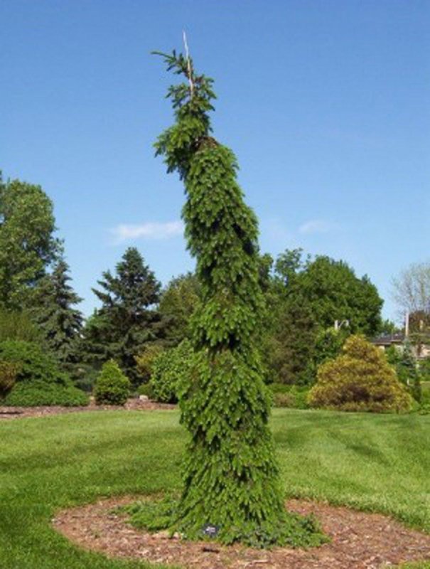 Ель обыкновенная Picea Abies inversa
