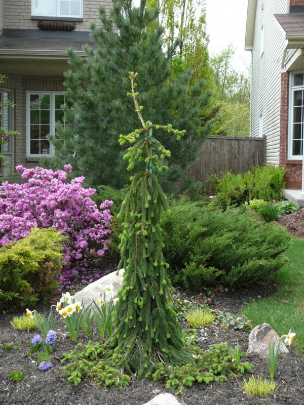 Ель Сербская pendula Bruns