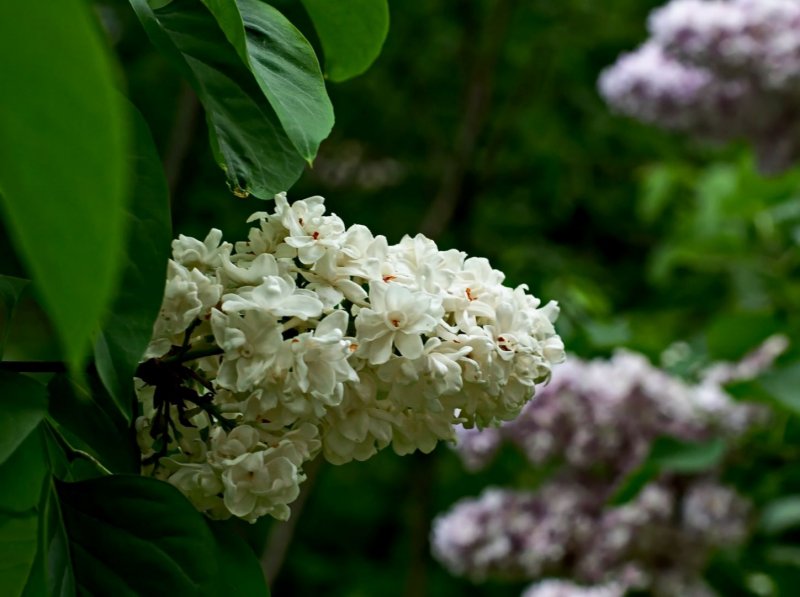 Сирень Амурская розовая