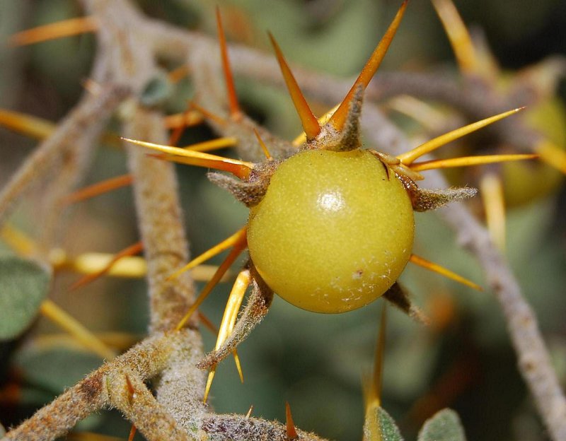 Manilkara hexandra