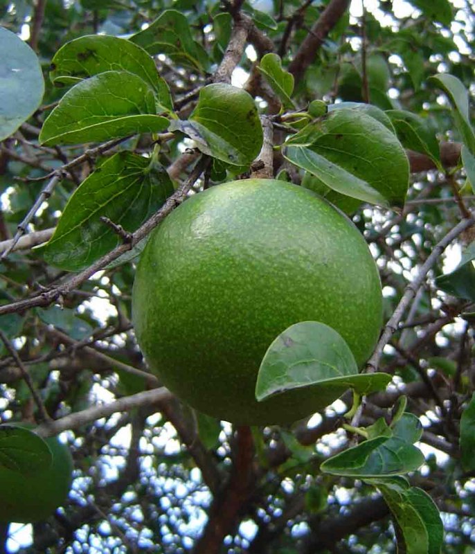Strychnos potatorum