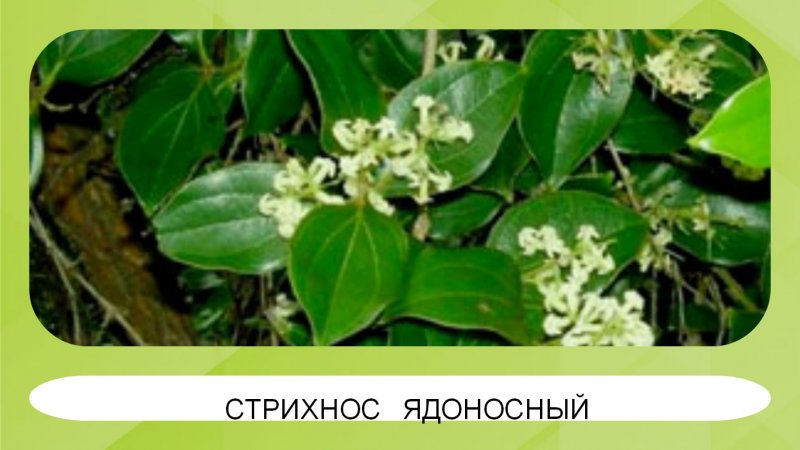 Стрихнос нукс вомика