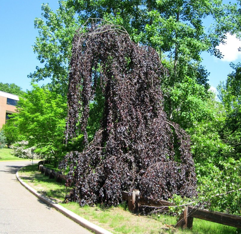 Ива Пендула
