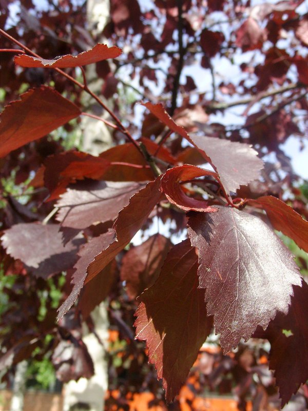 Betula pubescens rubra