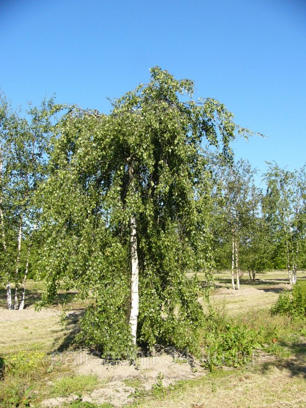 Береза бородавчатая Youngii