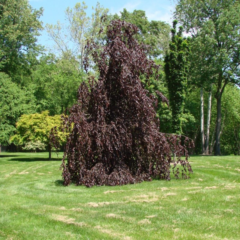 Бук Лесной purpurea pendula