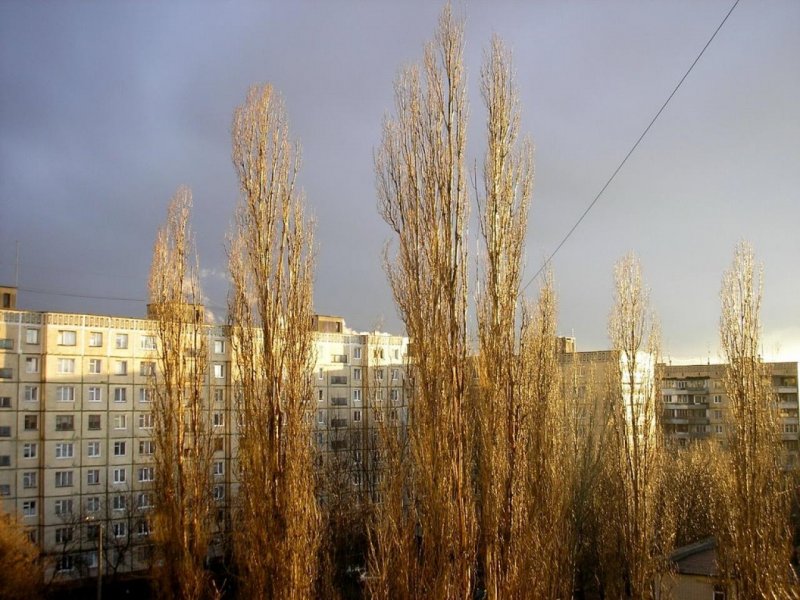 Тополь пирамидальный серебристый