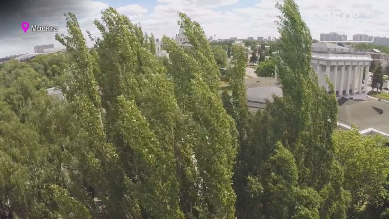 Тополь Советский пирамидальный