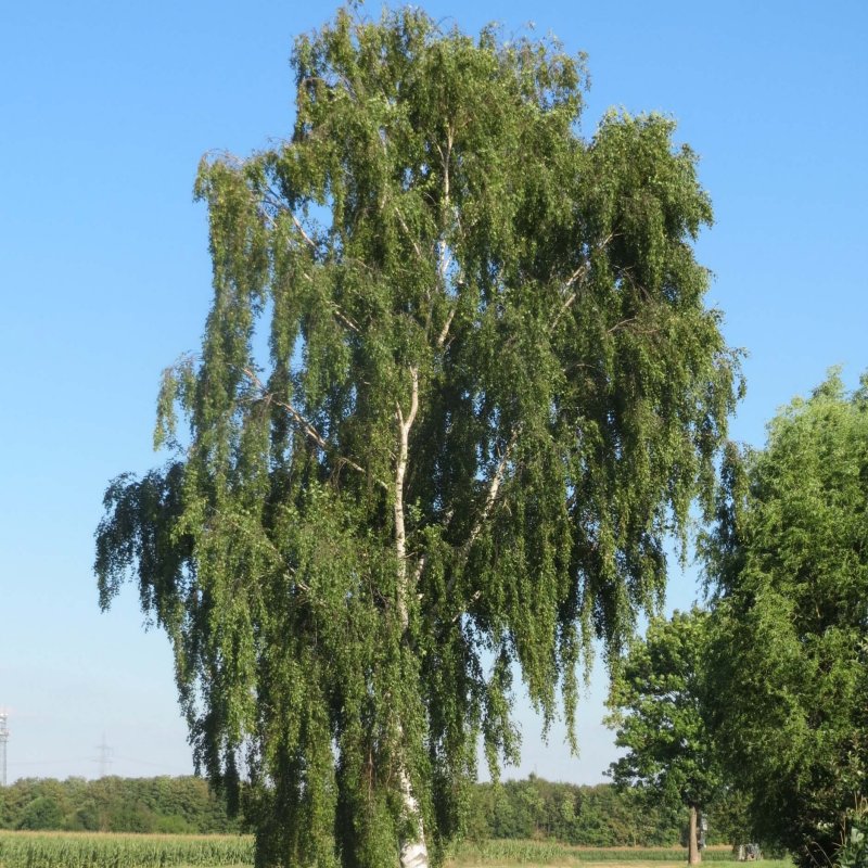 Бук Лесной (Fagus sylvatica)