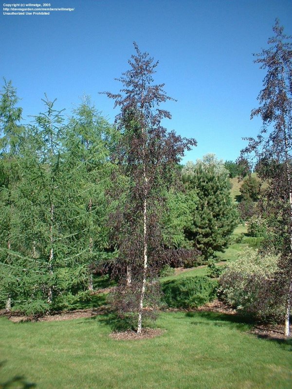 Берёза Betula pendula Royal Frost