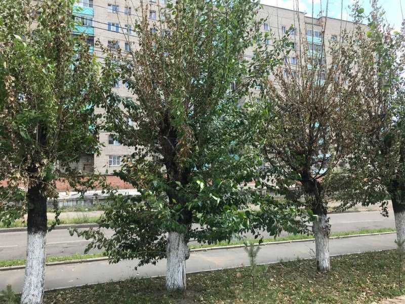 Тополь Туркестанский