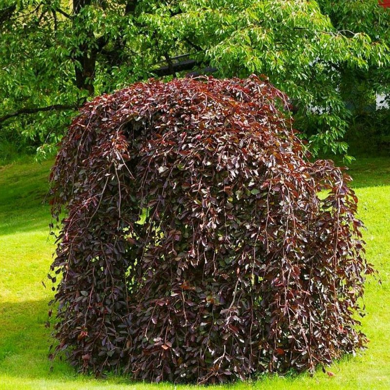 Betula 'Crimson Frost'