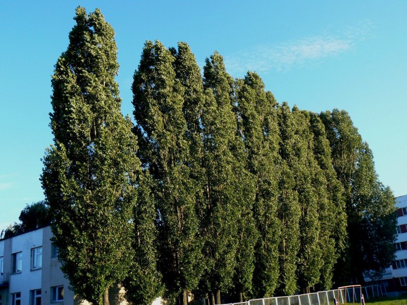 Тополь пирамидальный Populus pyramidalis