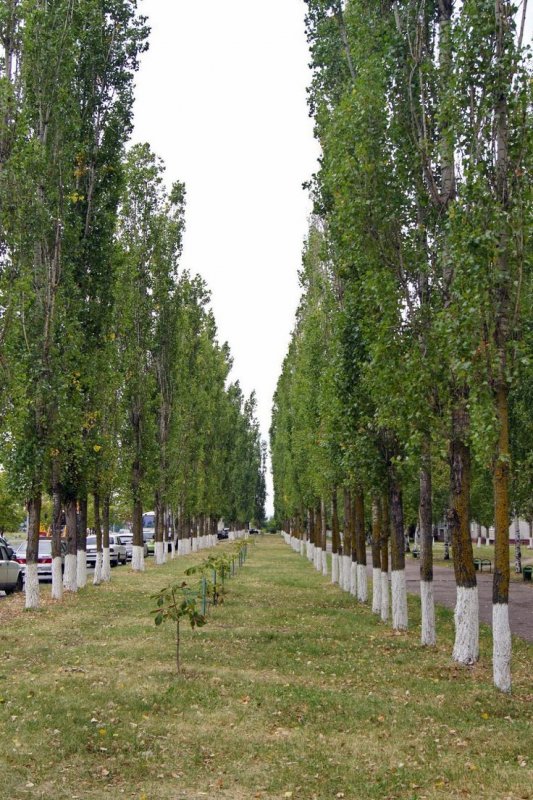 Тополь ранней весной