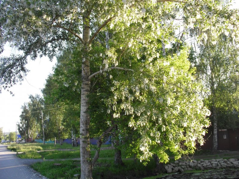 Тополь Юнаньский