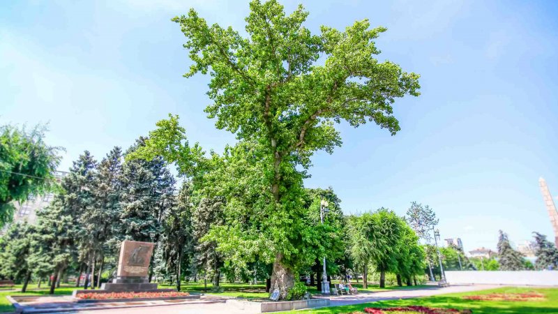 Тополь сереющий