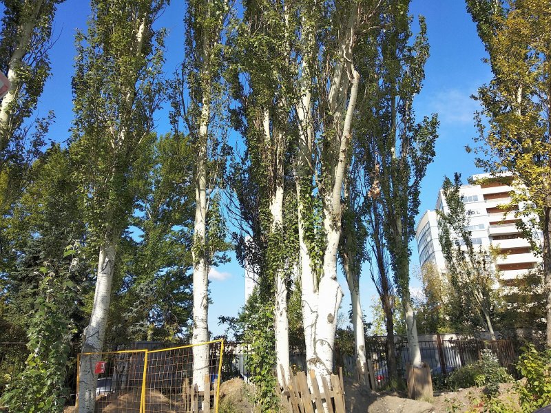 Москва - тополя в городе
