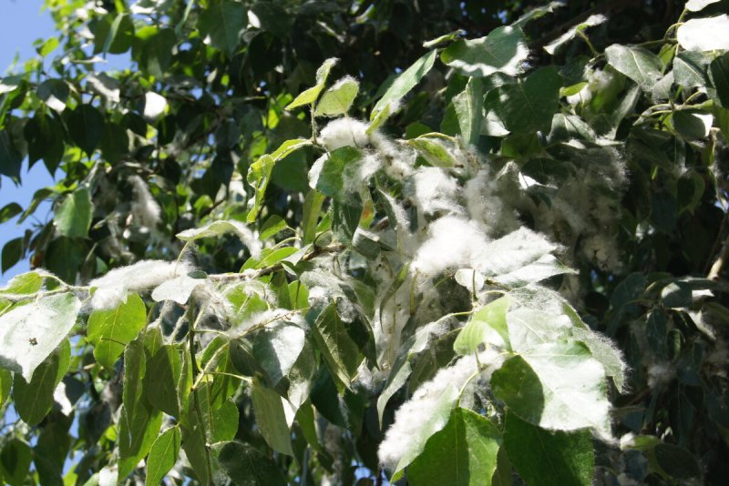 Тополь канадский (Populus canadensis)