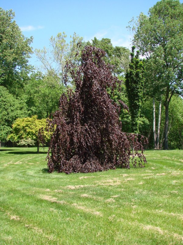 Betula Alba yungii
