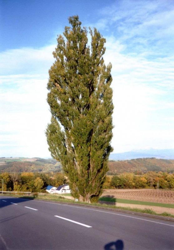 Тополь пирамидальный Populus pyramidalis