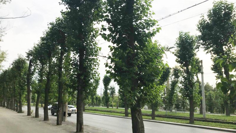 Populus nigra 'Italica'