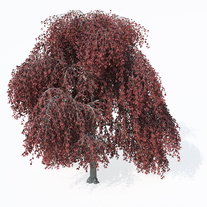 Fagus sylvatica purpurea pendula