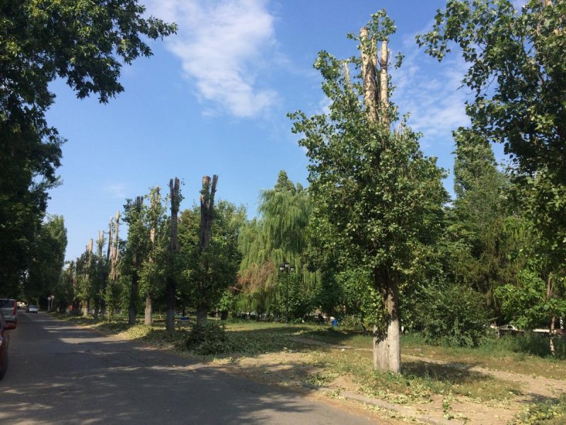 Лавравильский Тополь