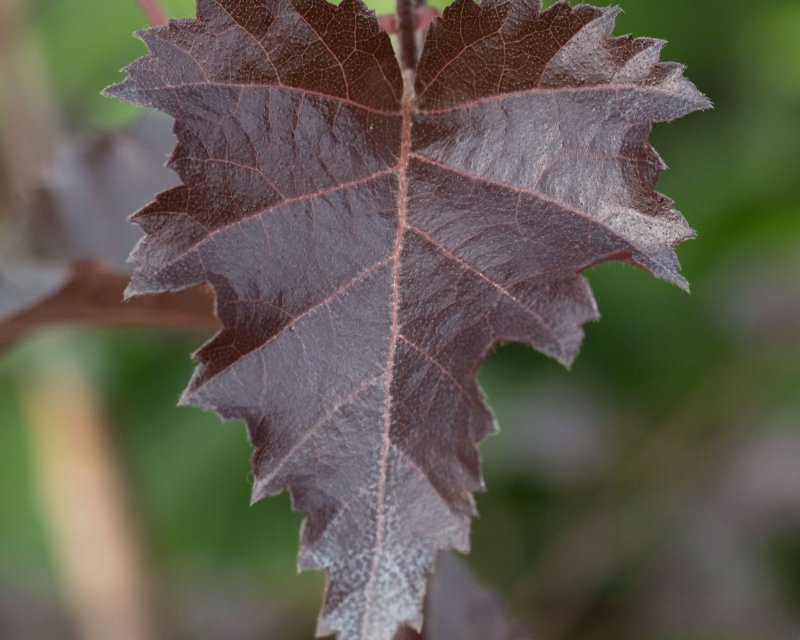 Береза бородавчатая purpurea