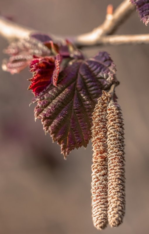 Береза Пурпуреа (purpurea)
