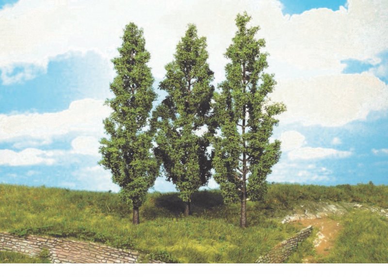 Тополь Московский