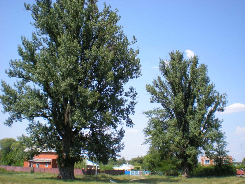 Кронирование тополей в Екатеринбурге