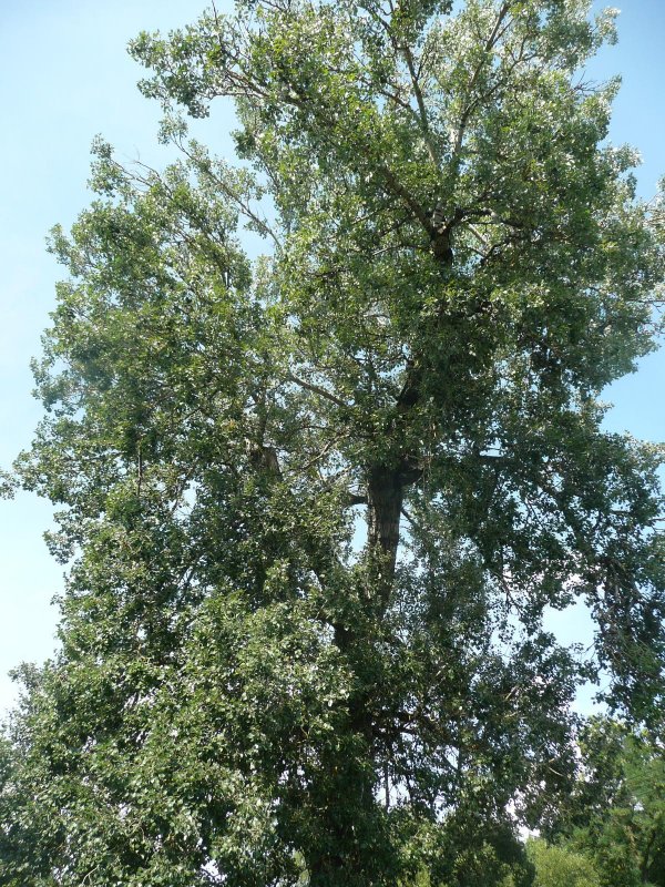 РТ-2пм2 «Тополь-м»