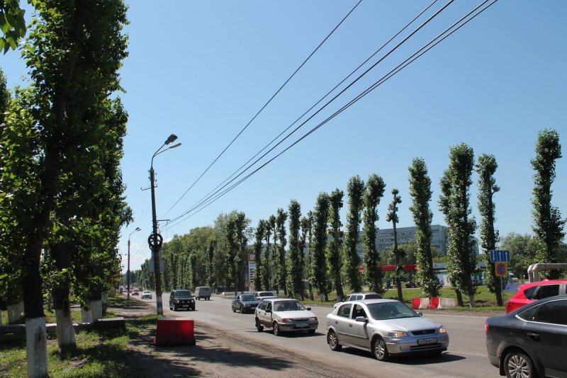 Тополь лавролистный дерево