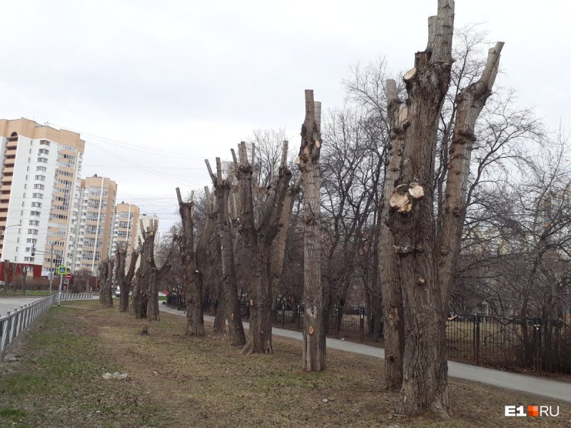 Измайловский парк Тополь