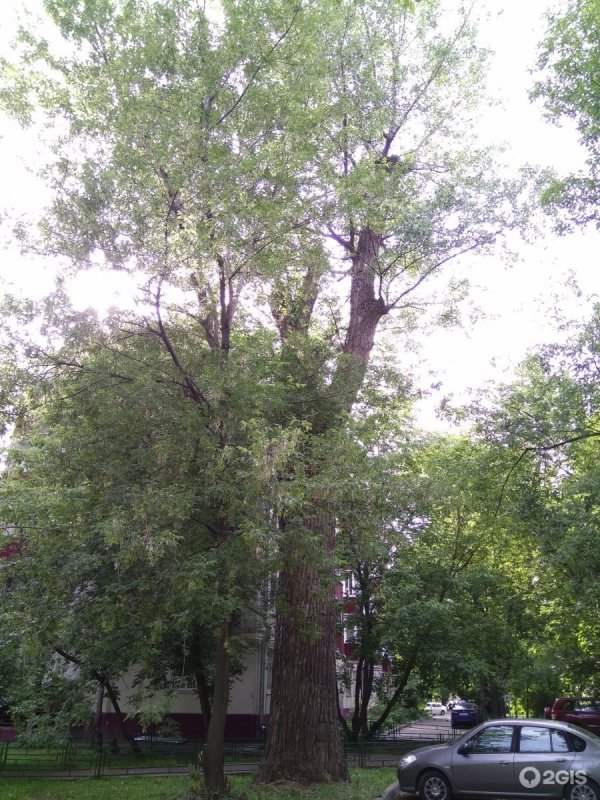 Тополь Екатеринбург