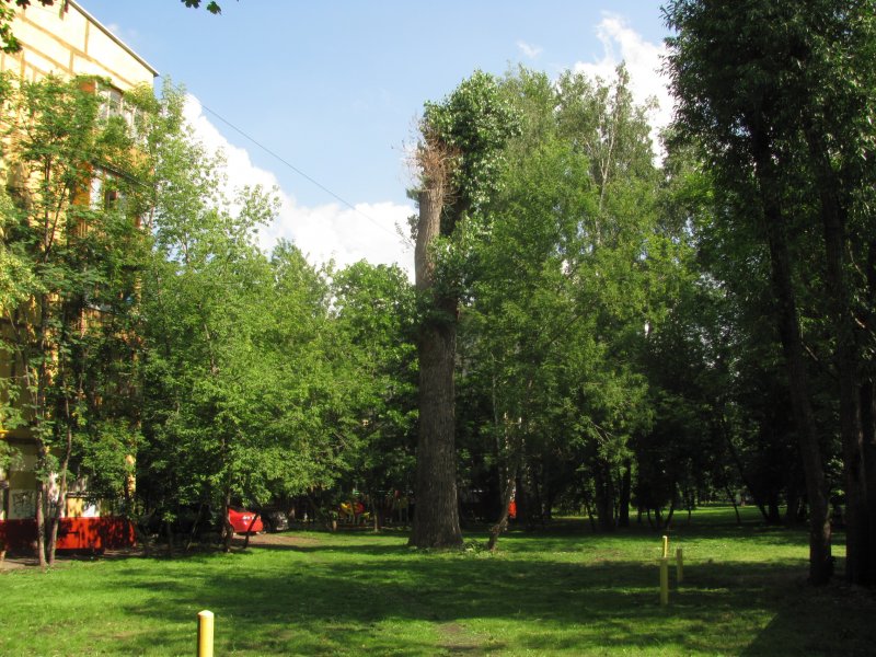 Черный Тополь Астана