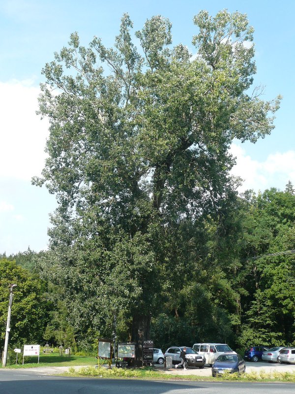 Тополь черный (Populus nigra)